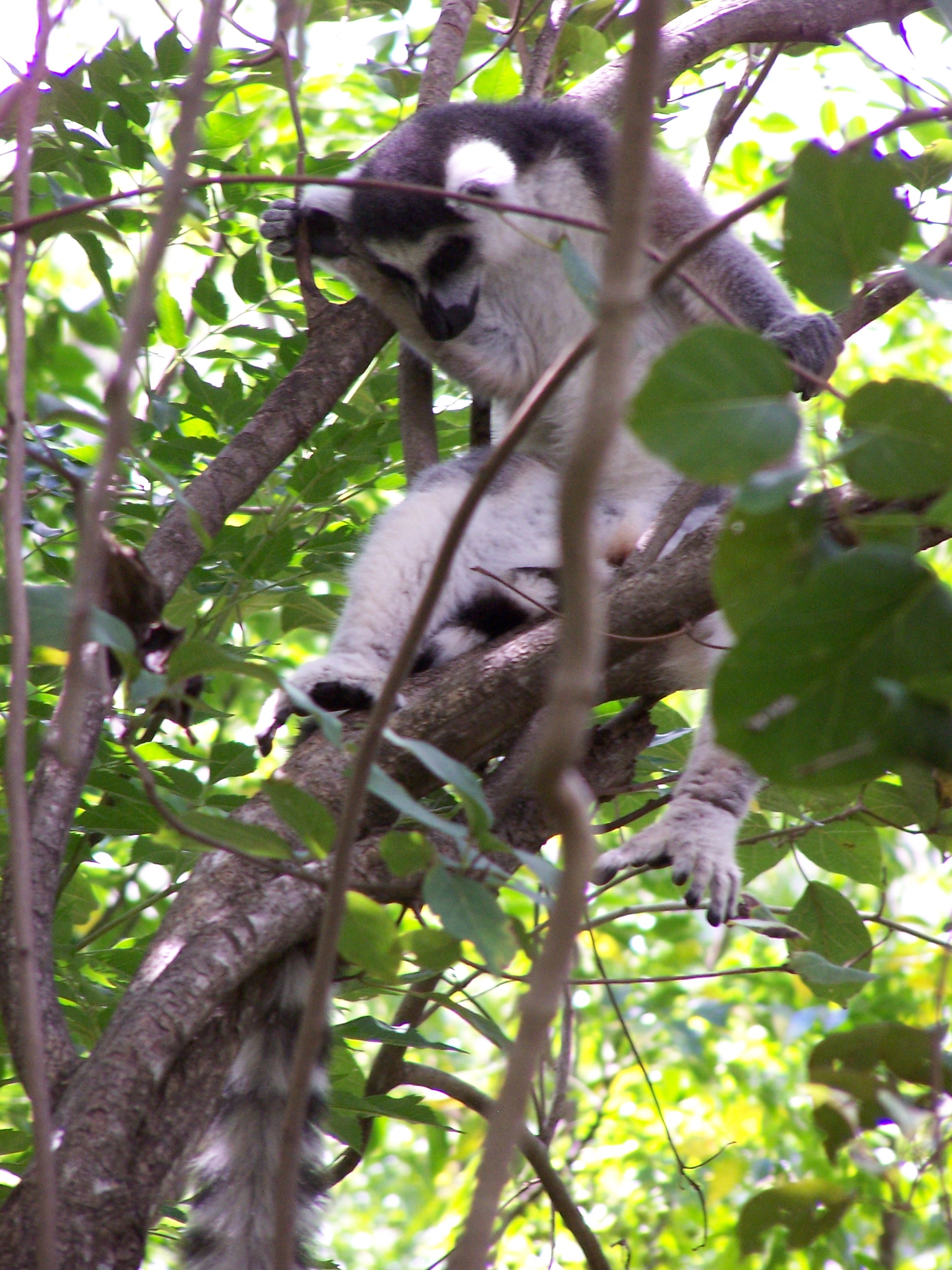 A Lemur chilling in a shaddy tree.
