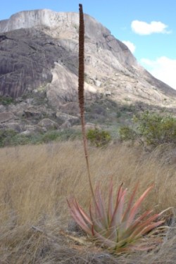 A rare aloe plant found in Anja