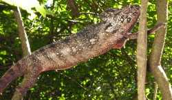 A chameleon climbing a tree.