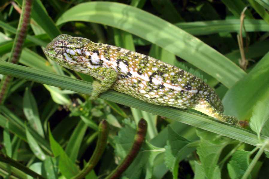 A chameleon in the reserve