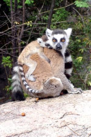 A mother lemur with her young clinging to her back