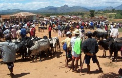 herders with their herds at the weekly Zebu market