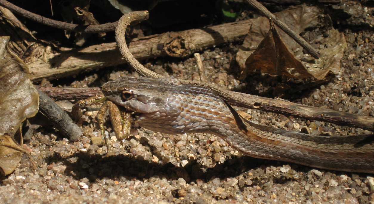 A snake eating a frog. Don't worry, There are NO poisonous snakes found in Madagascar.