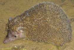 A furry little nocturnal tenrec